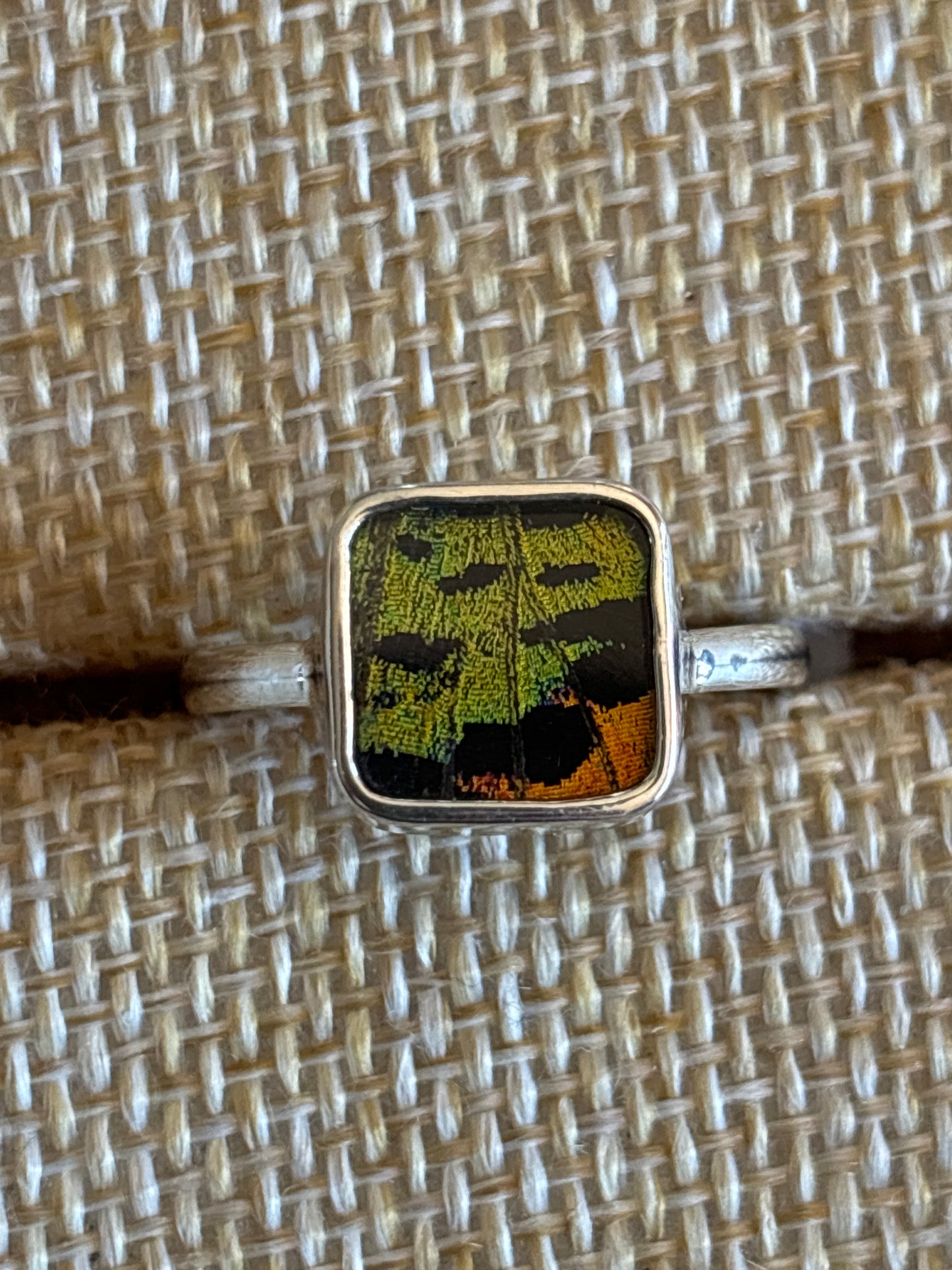 Butterfly Wing Rings (Small)
