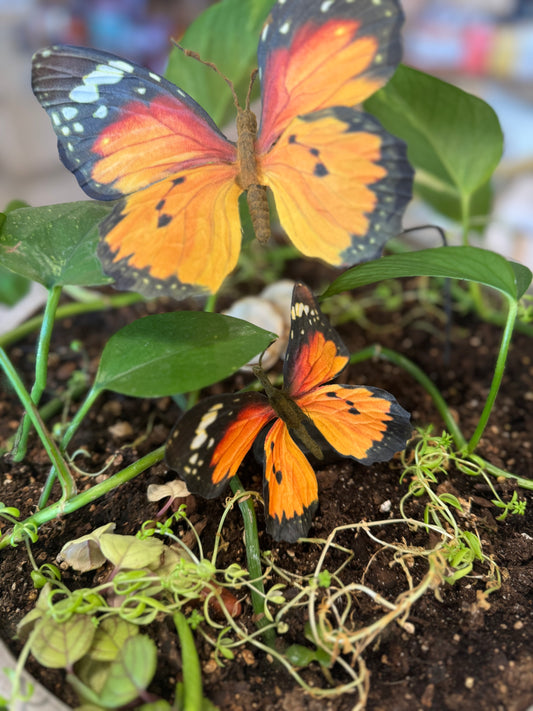 Monarch Butterfly Picks