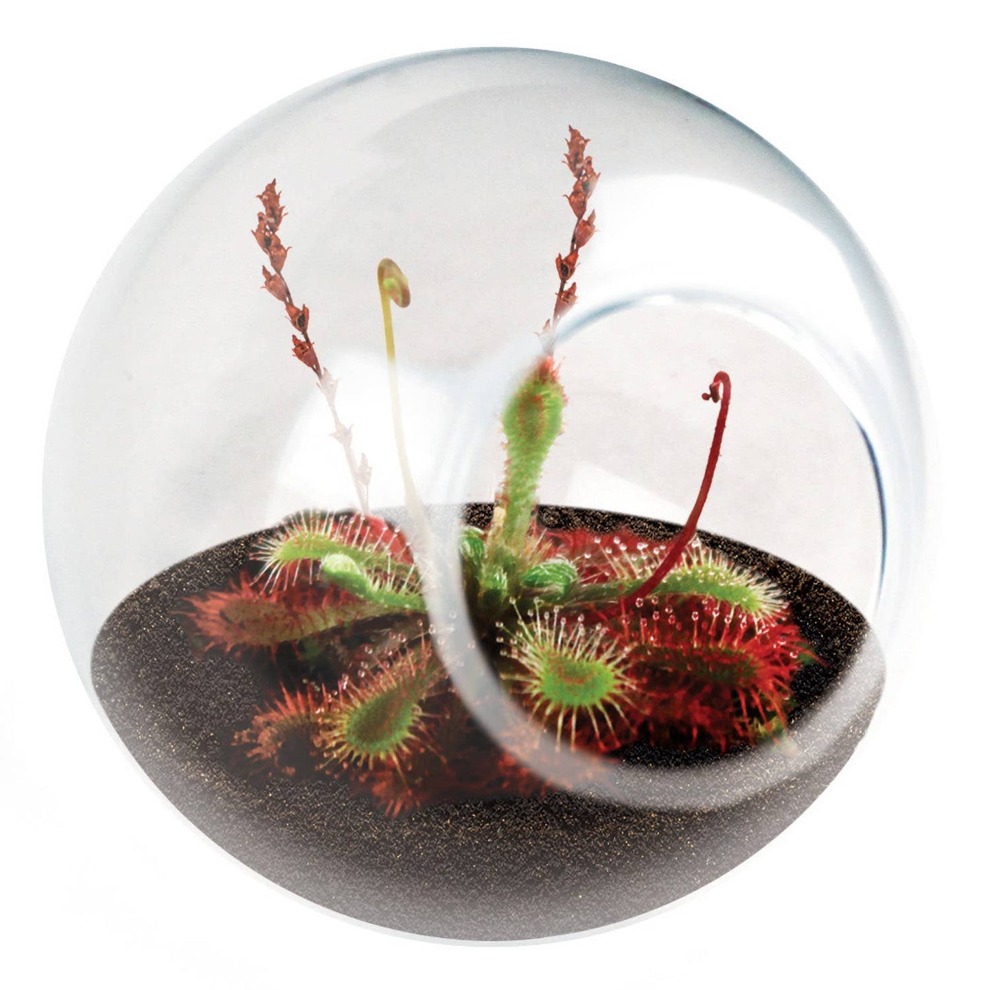 Tiny Terrarium Carnivorous Glass