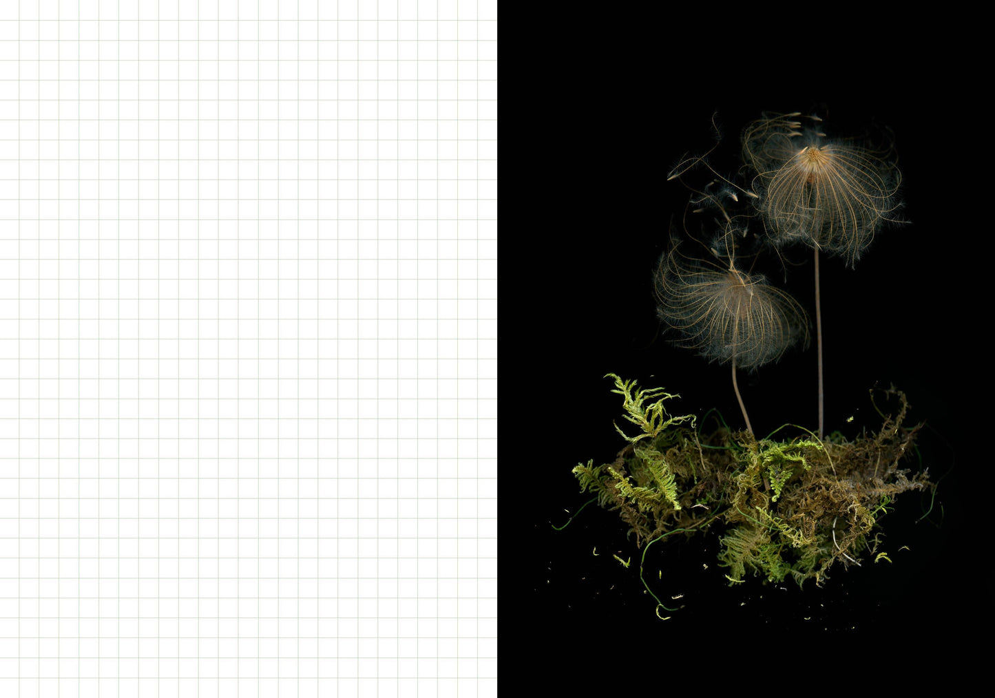 Deep Dark Forest Mushroom Journal