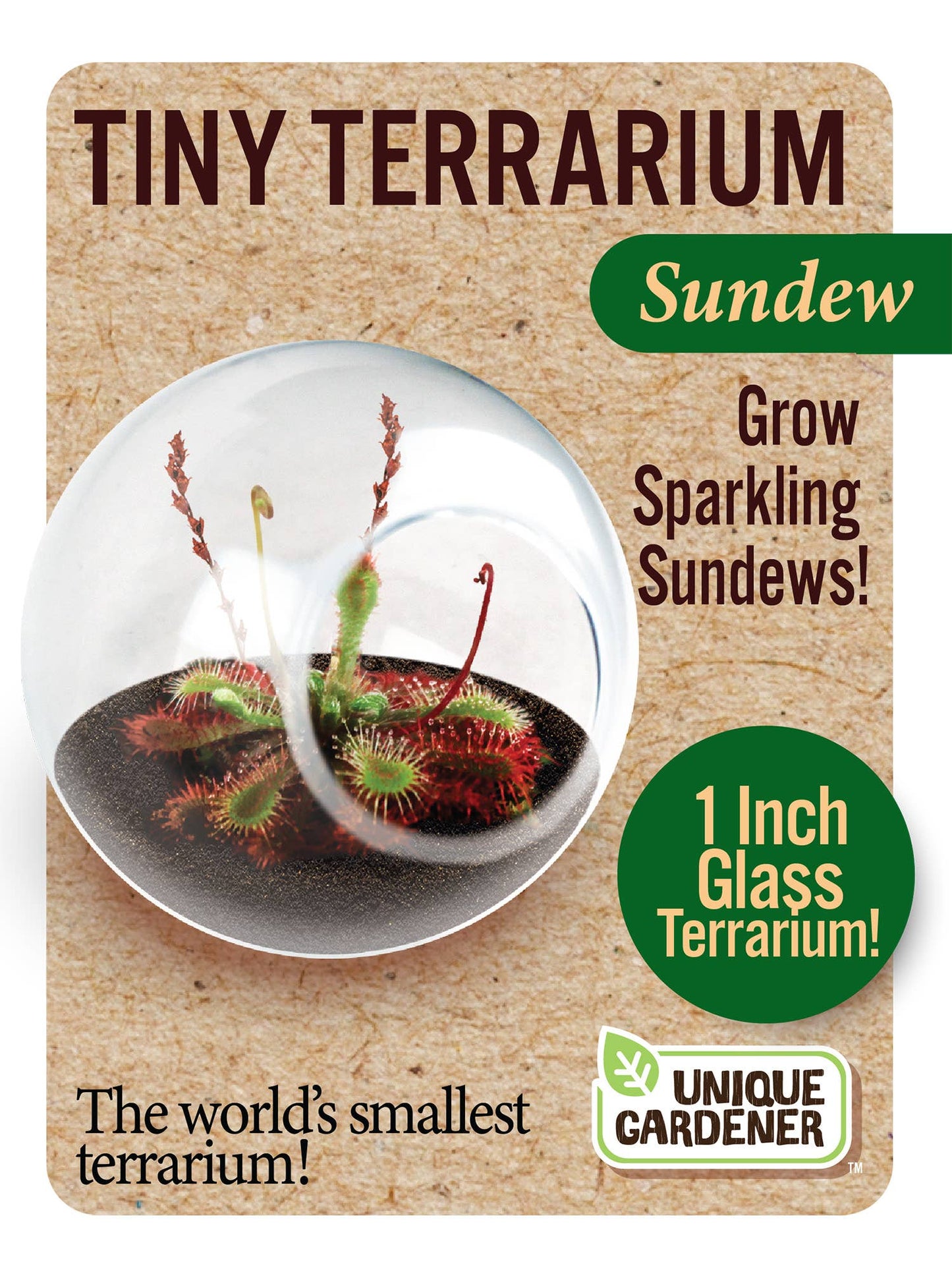 Tiny Terrarium Carnivorous Glass