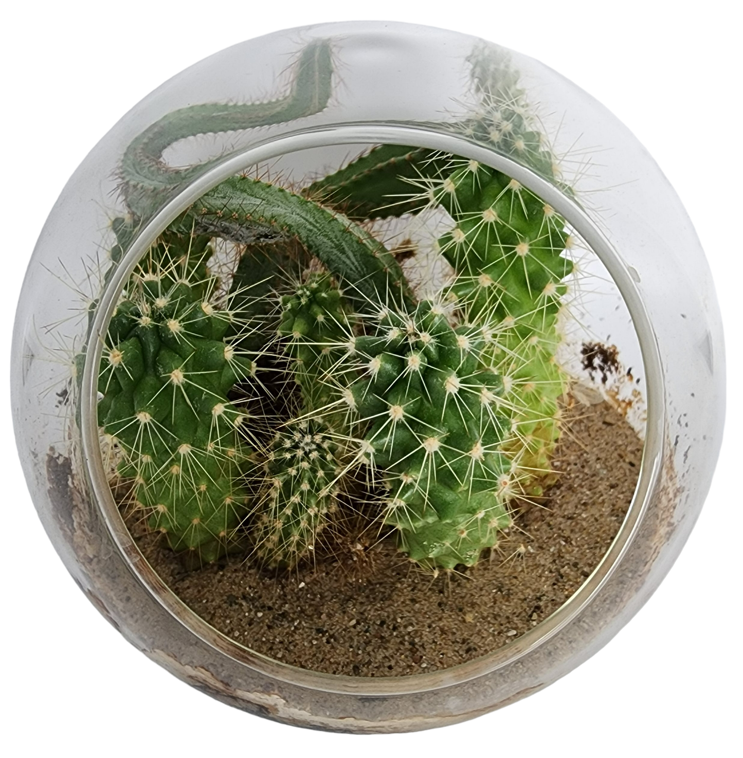 Mini Desert Collection Glass Terrarium