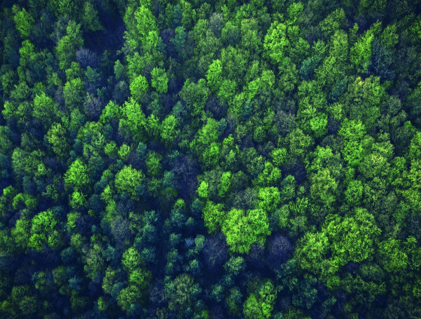 Forest 1000 Piece Jigsaw Puzzle