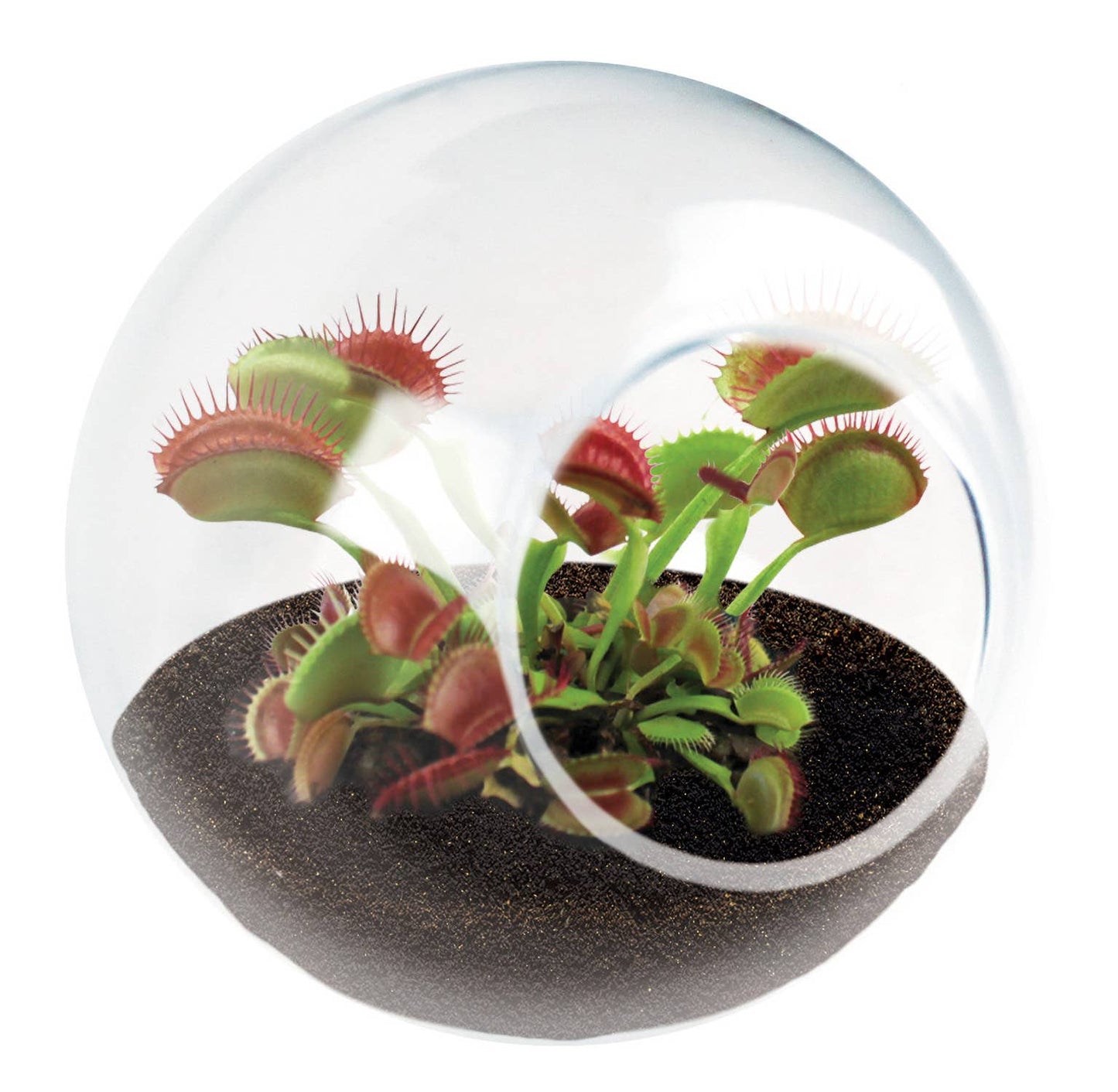 Tiny Terrarium Carnivorous Glass