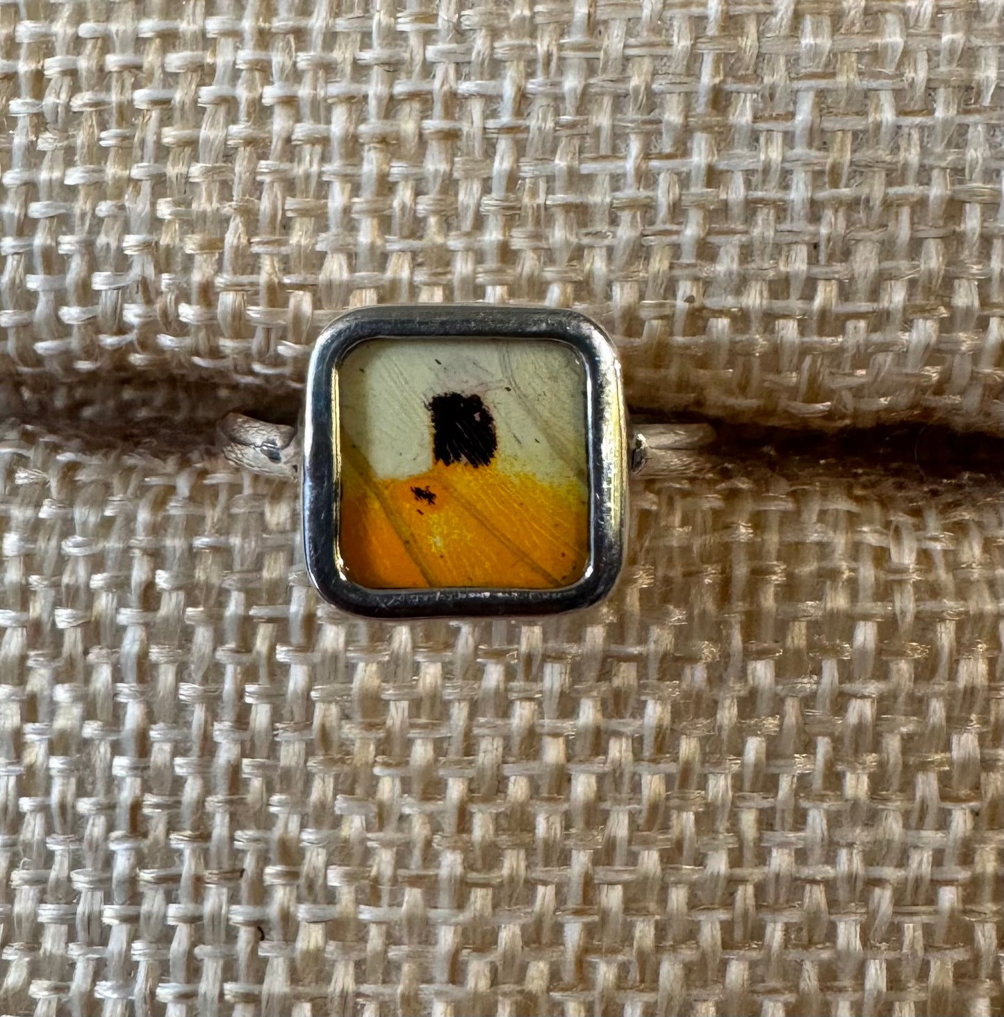 Butterfly Wing Rings (Small)