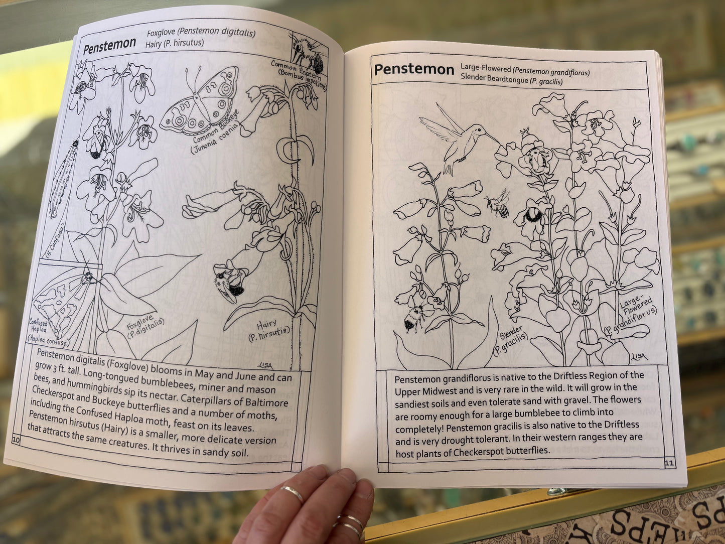 Native Wildflowers coloring book by local artist, Lisa Yourell.
