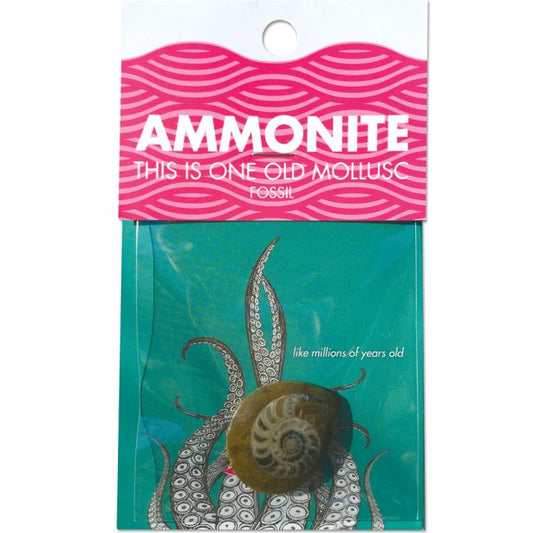 Ammonite Fossil