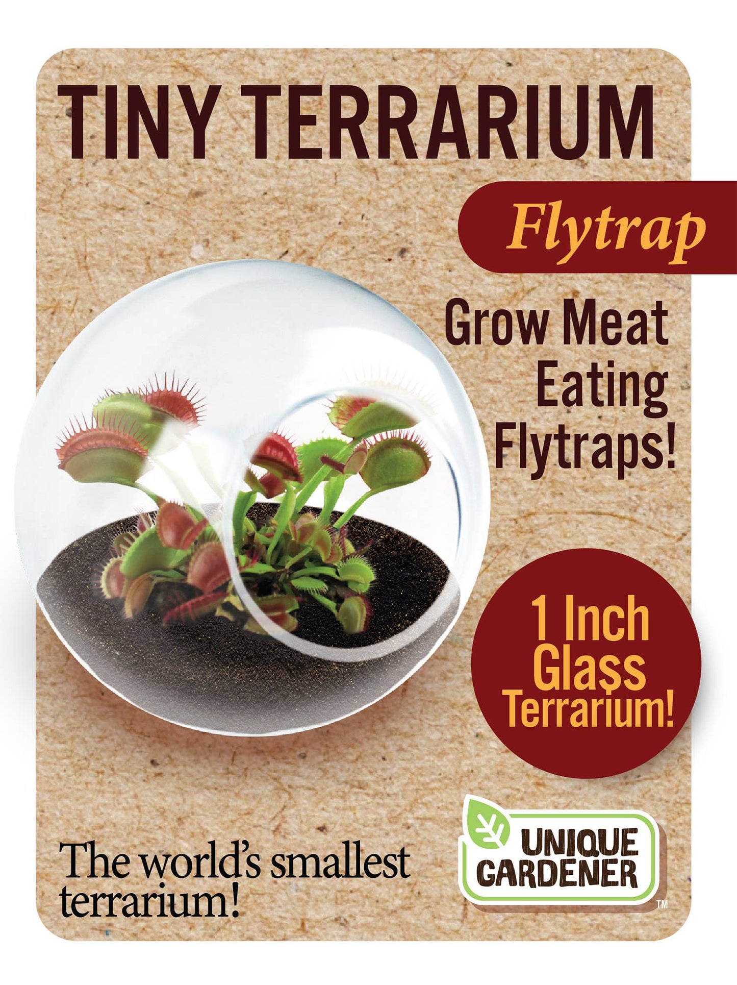 Tiny Terrarium Carnivorous Glass