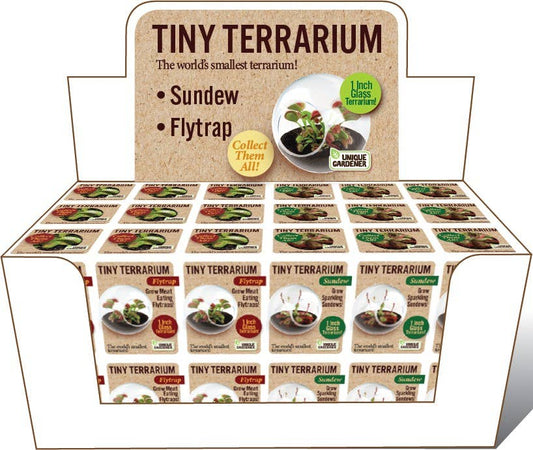 Tiny Terrarium Carnivorous Glass