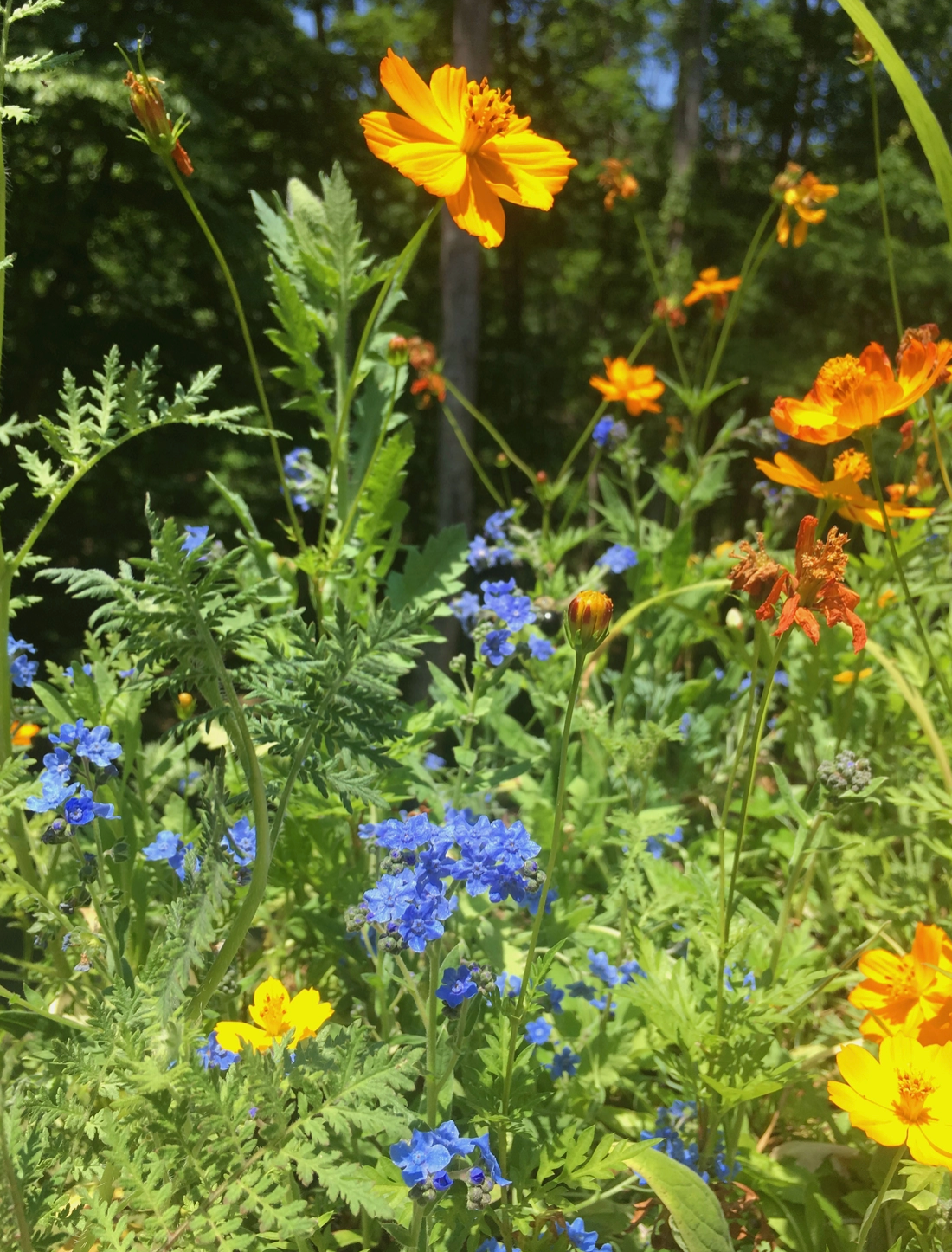 Honey Bee Habitat Grow Kit